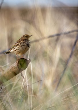 Çayır çayırı, Avrupa, Asya ve Kuzey Amerika 'da açık çayır ve tundra yaşam alanlarında bulunan küçük bir ötücü kuş türüdür. Ayırt edici 