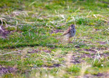 Çayır çayırı, Avrupa, Asya ve Kuzey Amerika 'da açık çayır ve tundra yaşam alanlarında bulunan küçük bir ötücü kuş türüdür. Ayırt edici 