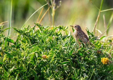 Çayır çayırı, Avrupa, Asya ve Kuzey Amerika 'da açık çayır ve tundra yaşam alanlarında bulunan küçük bir ötücü kuş türüdür. Ayırt edici 