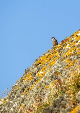Kaya kıyıları ve diğer kayalık yaşam alanları boyunca bulunan tüyleri çizgili, küçük, kahverengi ötücü kuş. Sallanan kuyruğuyla ve yüksek perdeli şarkısıyla tanınan.