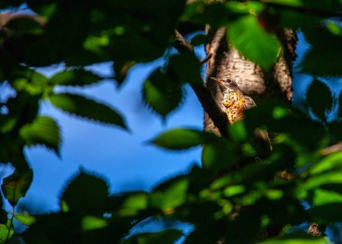 Parlak kırmızı göğüslü ve gri sırtlı Kuzey Amerika ötücü kuşları. Neşeli şarkısı ve çimenlerde ve bahçelerde solucan arama alışkanlığıyla tanınır..