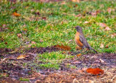 Parlak kırmızı göğüslü ve gri sırtlı Kuzey Amerika ötücü kuşları. Neşeli şarkısı ve çimenlerde ve bahçelerde solucan arama alışkanlığıyla tanınır..