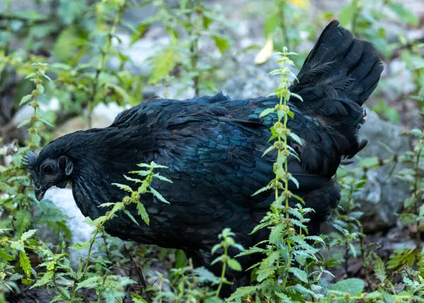 Large, black chicken with a green sheen to its plumage. Known for its high egg production and calm temperament.