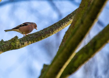 Kırmızımsı kahverengi göğüslü ve beyaz kanatlı normal bir Avrupalı ötücü kuş. Ormanlarda, parklarda ve bahçelerde bulunur..