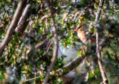 Kırmızımsı kahverengi göğüslü ve beyaz kanatlı normal bir Avrupalı ötücü kuş. Ormanlarda, parklarda ve bahçelerde bulunur..