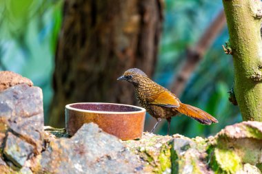 Belirgin pullu tüylü Asyalı ötücü kuş ve yüksek sesle gülen bir ses. Ormanlarda ve ormanlarda bulunur..
