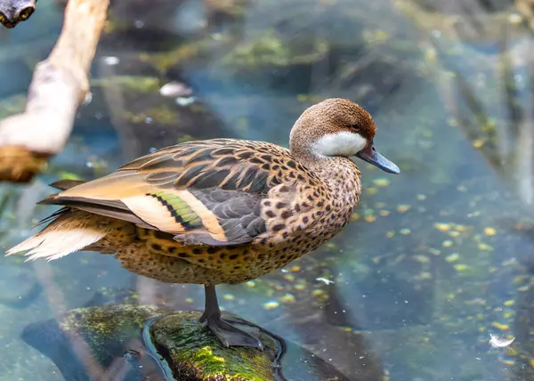 Medium-sized duck with a white cheek patch and a long, slender tail. Found in freshwater wetlands in Southeast Asia.