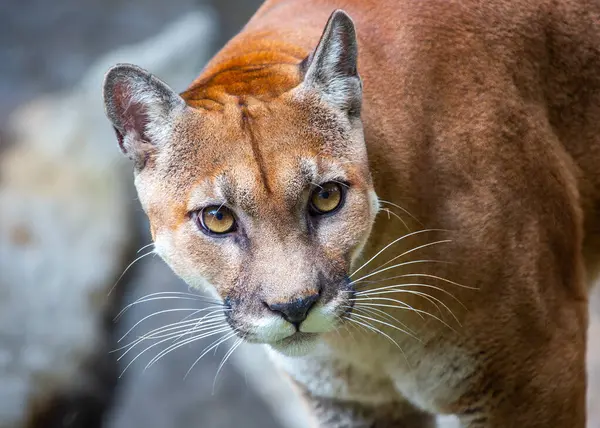 stock image Large, solitary cat with a tawny coat and a long tail. Found in mountains, forests, and deserts throughout North and South America.