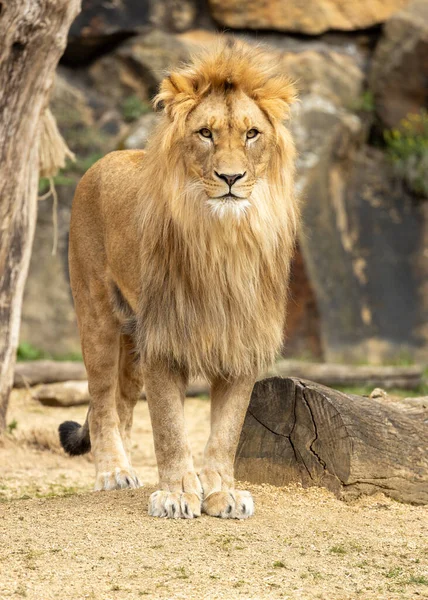 Large, powerful cat with a tawny coat and a mane in males. Found in savannas, woodlands, and grasslands throughout Africa.