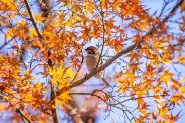 Çizgili tüylü, küçük, kahverengi ötücü kuş. Avrasya 'nın dört bir yanındaki ormanlarda, parklarda ve bahçelerde bulunur..