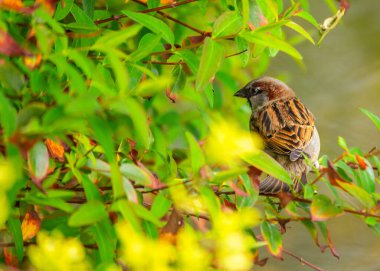 Çizgili tüylü, küçük, kahverengi ötücü kuş. Avrasya 'nın dört bir yanındaki ormanlarda, parklarda ve bahçelerde bulunur..
