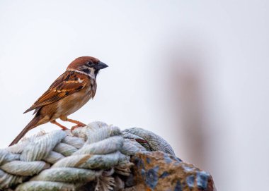 Çizgili tüylü, küçük, kahverengi ötücü kuş. Avrasya 'nın dört bir yanındaki ormanlarda, parklarda ve bahçelerde bulunur..