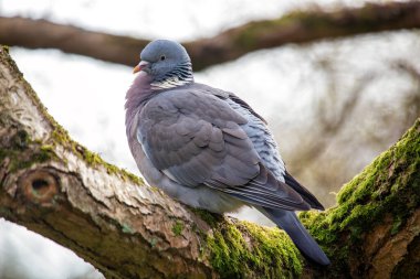 Yaygın, kahverengi gövdeli ve beyaz boyunlu bir güvercin. Ormanlık alanlarda, parklarda ve Avrupa ve Kuzey Afrika 'daki bahçelerde bulunur.