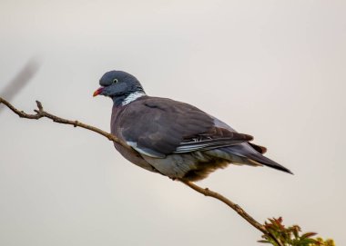 Yaygın, kahverengi gövdeli ve beyaz boyunlu bir güvercin. Ormanlık alanlarda, parklarda ve Avrupa ve Kuzey Afrika 'daki bahçelerde bulunur.