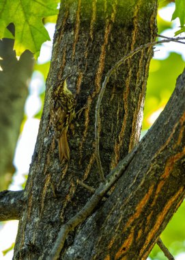 Alışveriş merkezi, uzun kuyruklu kahverengi kuş ve eğri gagalı. Avrupa 'nın dört bir yanındaki ormanlarda ve ormanlarda bulunur..