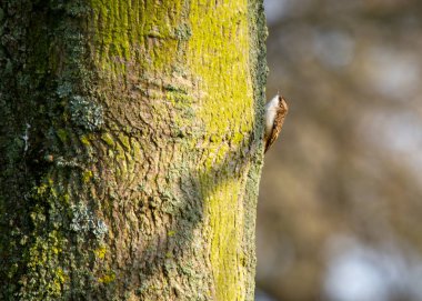 Alışveriş merkezi, uzun kuyruklu kahverengi kuş ve eğri gagalı. Avrupa 'nın dört bir yanındaki ormanlarda ve ormanlarda bulunur..