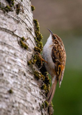 Alışveriş merkezi, uzun kuyruklu kahverengi kuş ve eğri gagalı. Avrupa 'nın dört bir yanındaki ormanlarda ve ormanlarda bulunur..