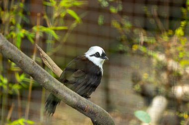 Beyaz ibikli gülen ardıç kuşu (Garrulax lucolophus) Güneydoğu Asya 'da görüldü. Beyaz armalı orta boy ardıç kuşu, siyah beyaz tüylü ve parlak turuncu gagalı. Güneydoğu Asya 'daki ormanlarda ve ormanlarda bulundu.. 