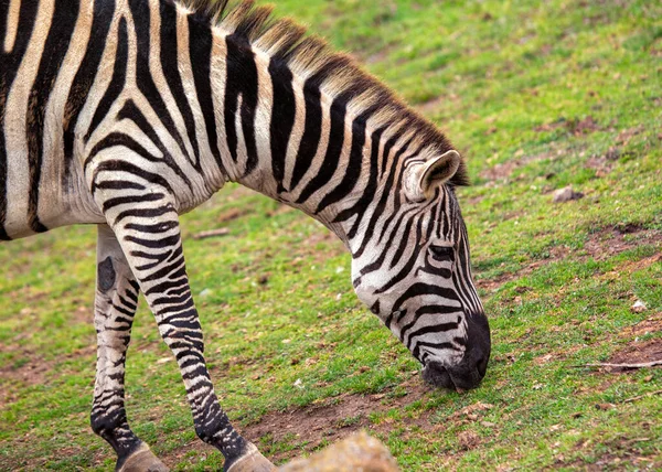 Çizgili siyah ve beyaz zebra (Equus quagga) Afrika 'da görüldü. Orta büyüklükte, toynaklı memeliler tüm kıtada çayırlarda ve savanalarda bulunur..