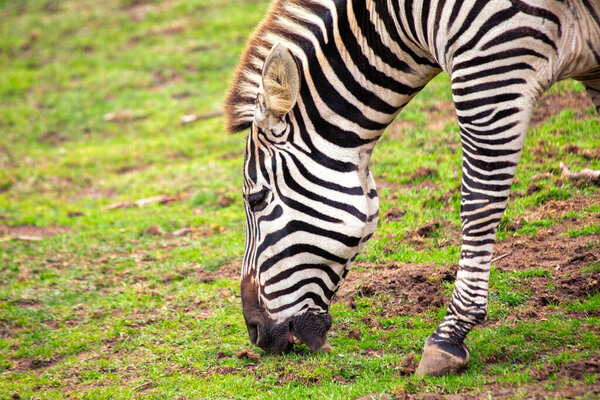 Striped black and white zebra (Equus quagga) spotted outdoors in Africa. Medium-sized, hoofed mammal found in grasslands and savannas throughout the continent.