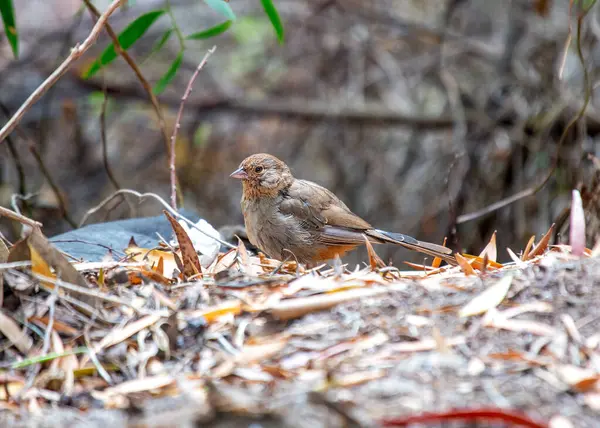  Kaliforniya 'nın güzel towhee' si (Melozone crissalis) Kaliforniya açıklarında görüldü. Siyah başlı, beyaz göbekli ve paslı kenarlı orta boy ötücü kuş. Eyalet genelinde Chaparral ve Oak Ormanlarında bulunur..