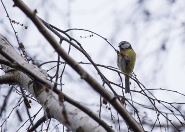 Small, colorful blue tit (Cyanistes caeruleus) spotted outdoors in Ireland. Common passerine bird with a blue head and back, yellow breast, and white belly. Found in woodlands, gardens, and parks throughout Europe.