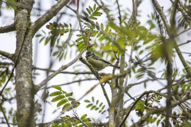 Small, colorful blue tit (Cyanistes caeruleus) spotted outdoors in Ireland. Common passerine bird with a blue head and back, yellow breast, and white belly. Found in woodlands, gardens, and parks throughout Europe.