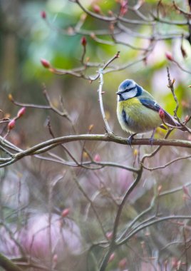 Small, colorful blue tit (Cyanistes caeruleus) spotted outdoors in Ireland. Common passerine bird with a blue head and back, yellow breast, and white belly. Found in woodlands, gardens, and parks throughout Europe.