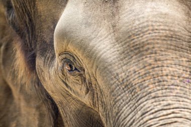 Asya fili (Elephas maximus indicus), Asya 'da yaşayan büyük, nesli tükenmekte olan bir memeli türüdür. Otçul ve sosyaldir, 100 'e yakın bireye kadar sürüler halinde yaşar..