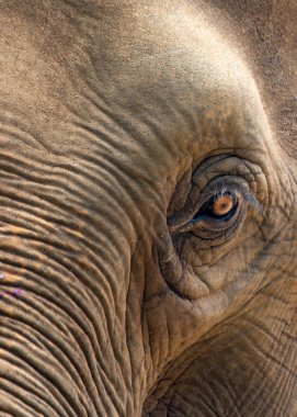 Asya fili (Elephas maximus indicus), Asya 'da yaşayan büyük, nesli tükenmekte olan bir memeli türüdür. Otçul ve sosyaldir, 100 'e yakın bireye kadar sürüler halinde yaşar..