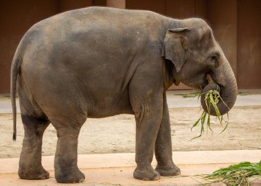 Asya fili (Elephas maximus indicus), Asya 'da yaşayan büyük, nesli tükenmekte olan bir memeli türüdür. Otçul ve sosyaldir, 100 'e yakın bireye kadar sürüler halinde yaşar..