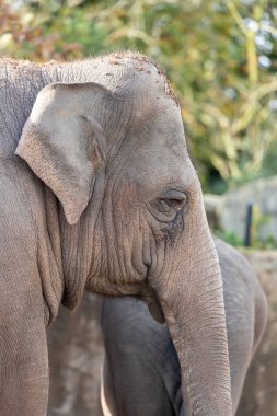 Asya fili (Elephas maximus indicus), Asya 'da yaşayan büyük, nesli tükenmekte olan bir memeli türüdür. Otçul ve sosyaldir, 100 'e yakın bireye kadar sürüler halinde yaşar..