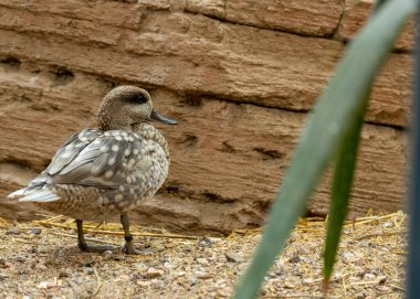 Açıklama: Mermer Teal, Akdeniz ve Asya 'nın bazı bölgelerinde yaşayan küçük bir ördek türüdür. Ayırt edici mermer tüyleri ve uzun ince bir gagası var. Mermer mercanlar bataklık ve göl gibi çeşitli sulak alanlarda bulunur.