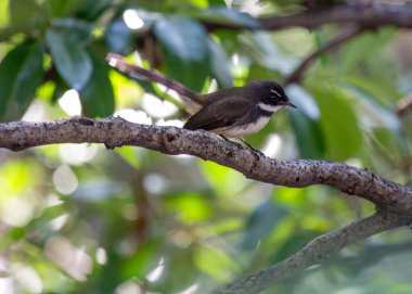 Malezya Pied Fantail, Güneydoğu Asya 'da yetişen küçük bir kuş türü. Ayırt edici siyah beyaz tüyleri ve yelpaze şeklinde uzun kuyruğu vardır. Malezya Pied Fantails ormanları, ormanlar ve orman gibi çeşitli habitatlarda bulunur. 