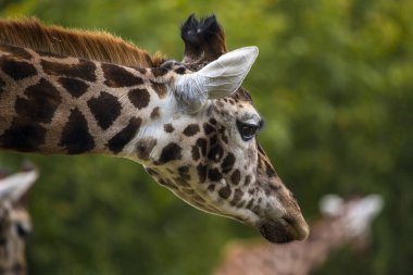 Zarif zürafa (Giraffa camelopardalis) Afrika 'daki doğal ortamında yakalandı. İkonik uzun boynu ve kendine özgü benekli paltosuyla tanınıyor..