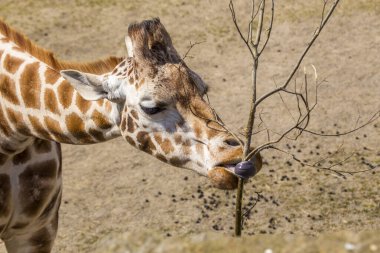 Zarif zürafa (Giraffa camelopardalis) Afrika 'daki doğal ortamında yakalandı. İkonik uzun boynu ve kendine özgü benekli paltosuyla tanınıyor..