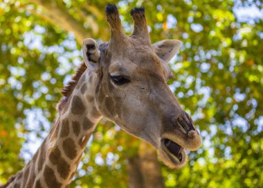 Zarif zürafa (Giraffa camelopardalis) Afrika 'daki doğal ortamında yakalandı. İkonik uzun boynu ve kendine özgü benekli paltosuyla tanınıyor..