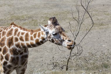 Zarif zürafa (Giraffa camelopardalis) Afrika 'daki doğal ortamında yakalandı. İkonik uzun boynu ve kendine özgü benekli paltosuyla tanınıyor..