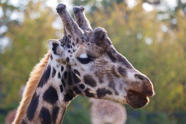 Zarif zürafa (Giraffa camelopardalis) Afrika 'daki doğal ortamında yakalandı. İkonik uzun boynu ve kendine özgü benekli paltosuyla tanınıyor..