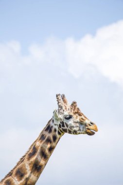 Zarif zürafa (Giraffa camelopardalis) Afrika 'daki doğal ortamında yakalandı. İkonik uzun boynu ve kendine özgü benekli paltosuyla tanınıyor..