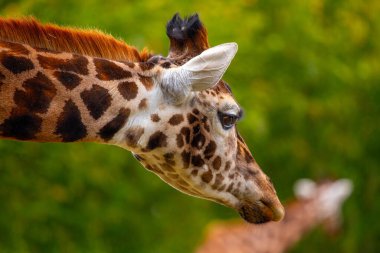 Afrika savanalarına özgü zarif Giraffa camelopardalisi, bu büyüleyici stok fotoğrafında yüksek boynu ve ayırt edici noktalarını sergiliyor..