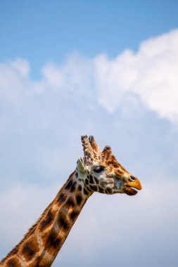 Afrika savanalarına özgü zarif Giraffa camelopardalisi, bu büyüleyici stok fotoğrafında yüksek boynu ve ayırt edici noktalarını sergiliyor..