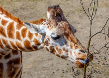 Afrika savanalarına özgü zarif Giraffa camelopardalisi, bu büyüleyici stok fotoğrafında yüksek boynu ve ayırt edici noktalarını sergiliyor..