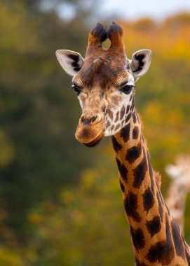 Afrika savanalarına özgü zarif Giraffa camelopardalisi, bu büyüleyici stok fotoğrafında yüksek boynu ve ayırt edici noktalarını sergiliyor..