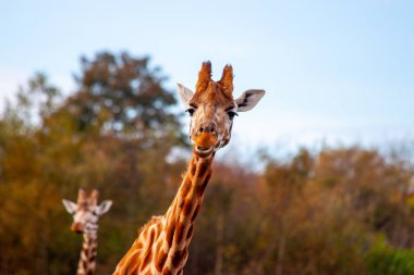 Afrika savanalarına özgü zarif Giraffa camelopardalisi, bu büyüleyici stok fotoğrafında yüksek boynu ve ayırt edici noktalarını sergiliyor..