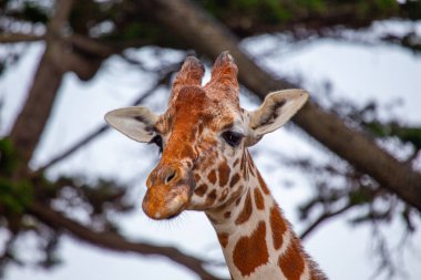 Afrika savanalarına özgü zarif Giraffa camelopardalisi, bu büyüleyici stok fotoğrafında yüksek boynu ve ayırt edici noktalarını sergiliyor..