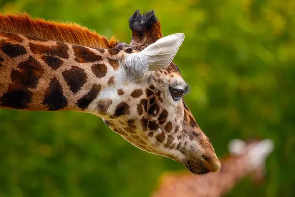 Afrika savanalarına özgü zarif Giraffa camelopardalisi, bu büyüleyici stok fotoğrafında yüksek boynu ve ayırt edici noktalarını sergiliyor..