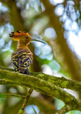 Renkli Upupa epop kuşları, tüylerden oluşan ayırt edici tacı ile Avrupa, Asya ve Afrika 'da bulunan çarpıcı bir kuştur. Bu büyüleyici fotoğrafta güzelliğini keşfedin..