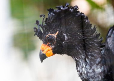 Crax Rubra 'nın ihtişamını keşfedin. Doğal ortamında büyük yaban domuzu. Orta ve Güney Amerika 'nın yerlisi olan bu muhteşem kuş, bu büyüleyici stok fotoğrafında dikkat çekiyor..