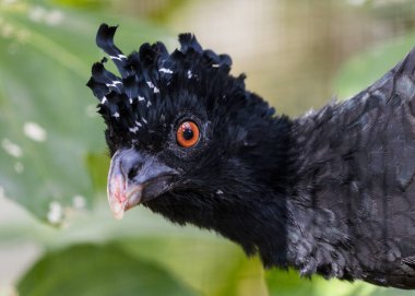 Crax Rubra 'nın ihtişamını keşfedin. Doğal ortamında büyük yaban domuzu. Orta ve Güney Amerika 'nın yerlisi olan bu muhteşem kuş, bu büyüleyici stok fotoğrafında dikkat çekiyor..